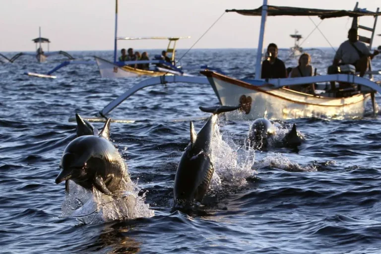 Responsible Lovina Dolphin Watching