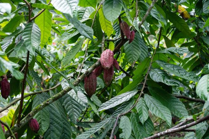 North Bali Chocolate Factory or Workshop