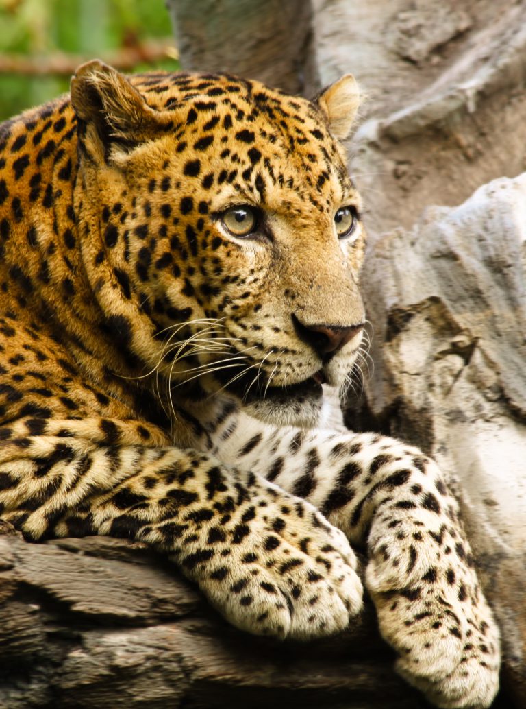 Bali Zoo